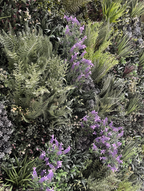 Purple French Lavender Colour Box Range | Vistafolia