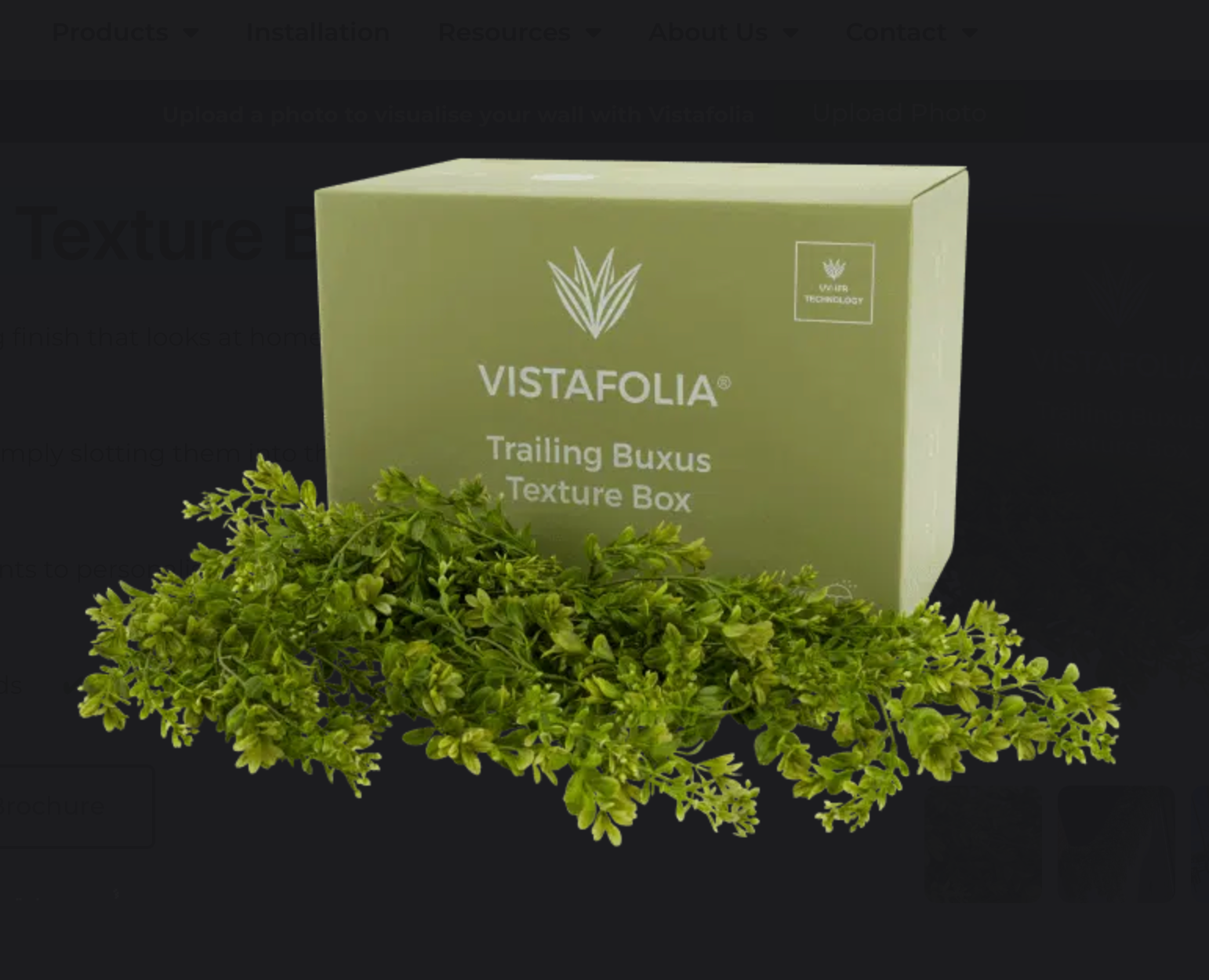 Trailing Buxus Texture Box | Vistafolia