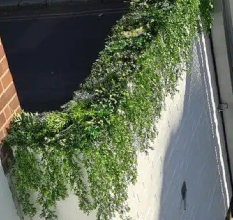 Trailing Buxus Texture Box | Vistafolia