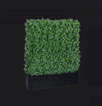Luxury Boxwood Hedge | Vistafolia