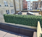 Luxury Boxwood Hedge | Vistafolia