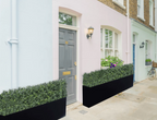 Luxury Boxwood Hedge | Vistafolia